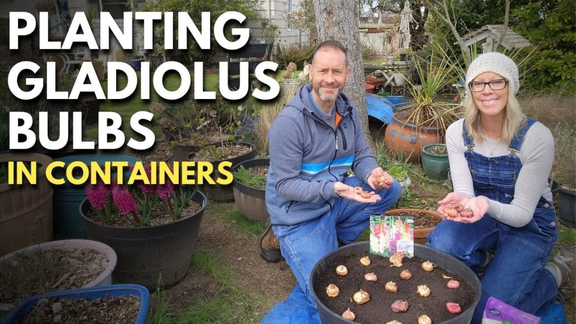 Planting Gladiolus Bulbs in Containers ✨🌿