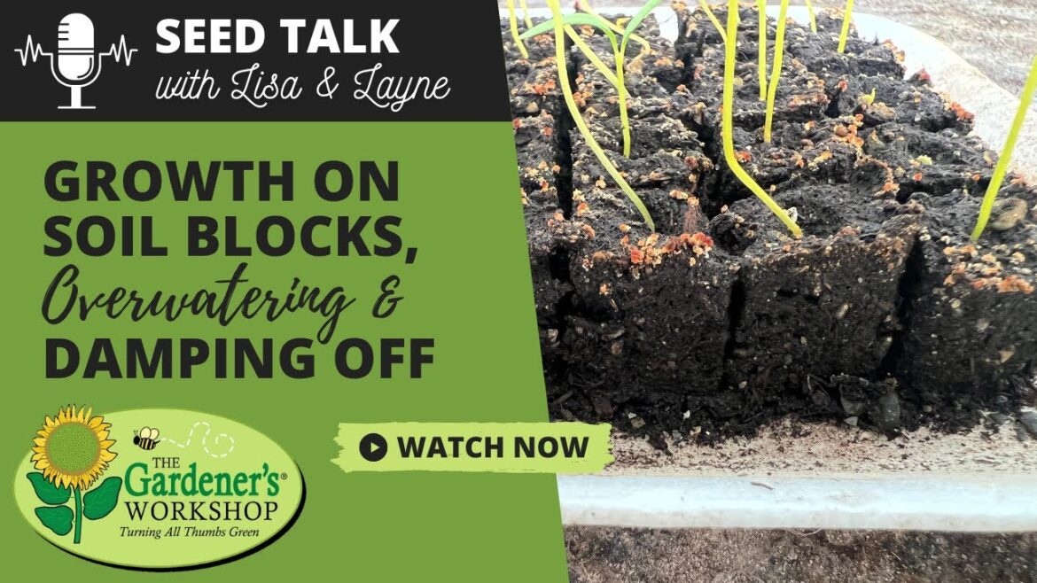 #31 - Growth on Soil Blocks, Overwatering & Damping Off