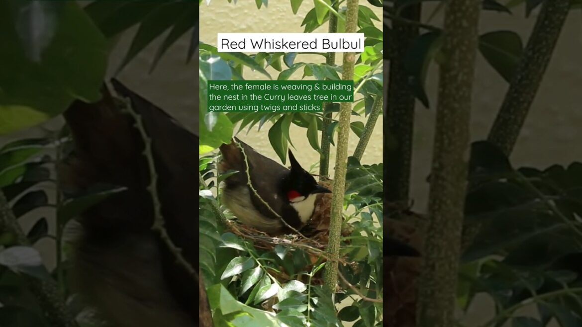 Red Whiskered Bulbuls building nest 🐦 #shorts Red Whiskered Bulbuls building nest 🐦 #shorts