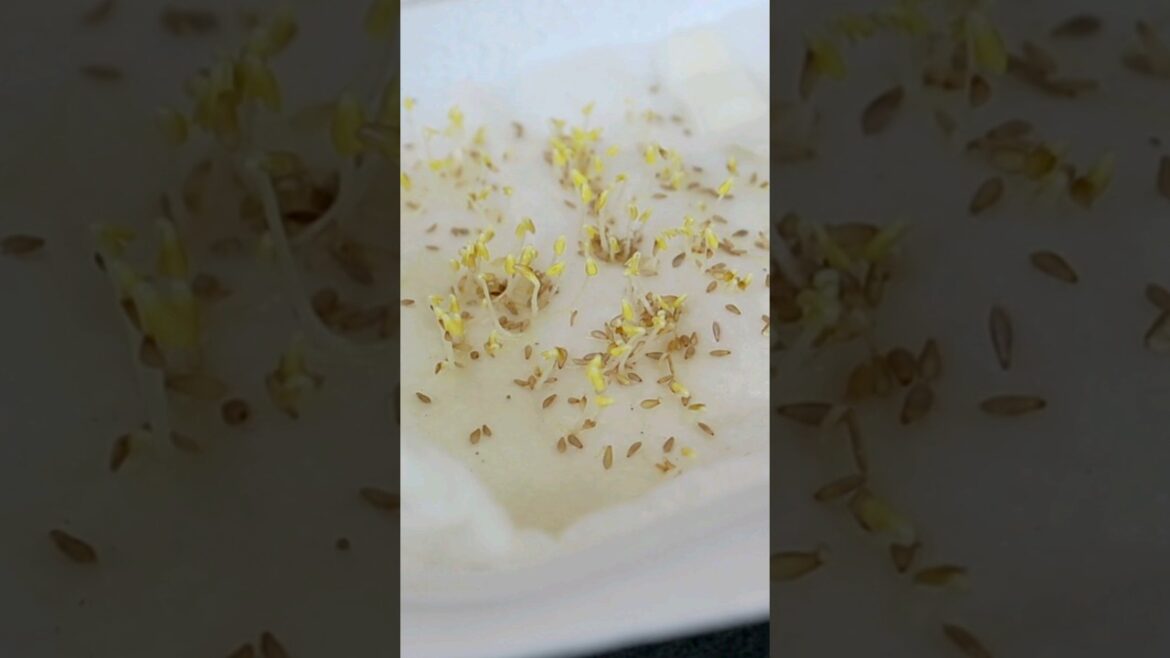 Garden ideas- Easy to Sow Lettuce