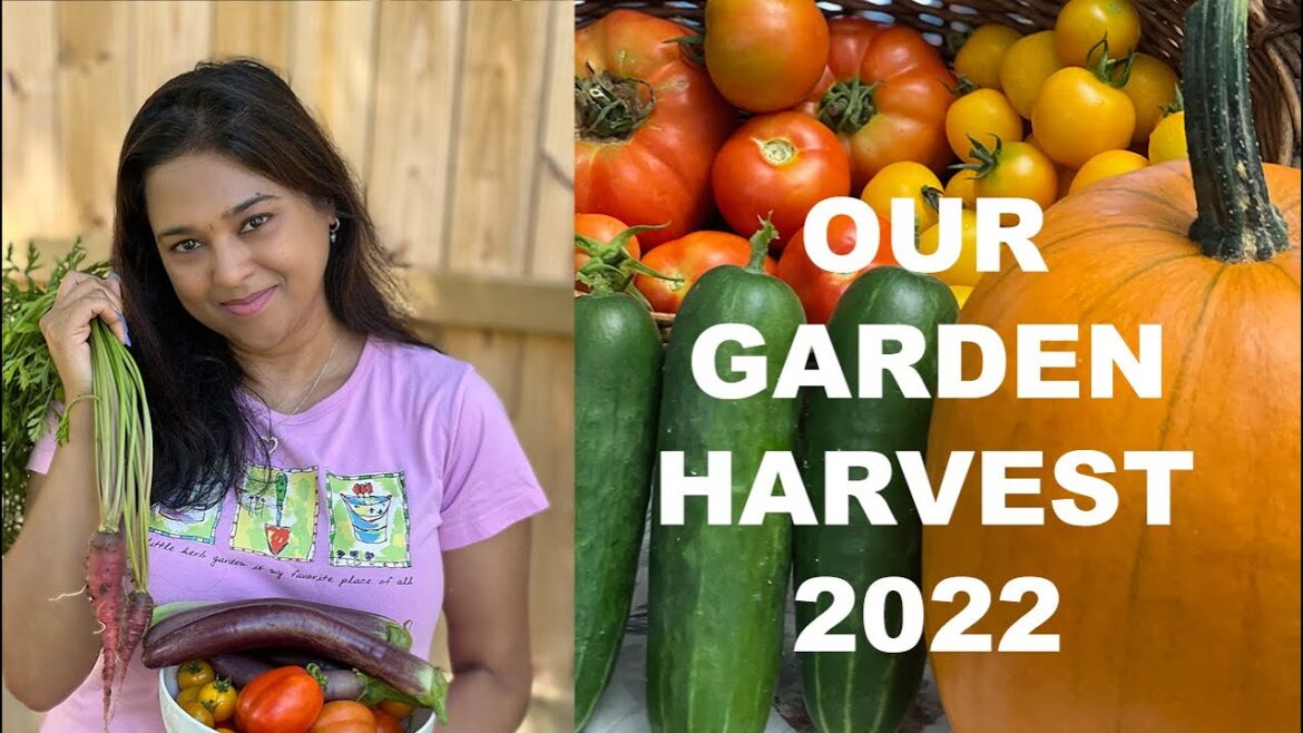 Vegetable Harvest of 2022 | Backyard Garden in USA | In Tamil Vegetable Harvest of 2022 | Backyard Garden in USA | In Tamil