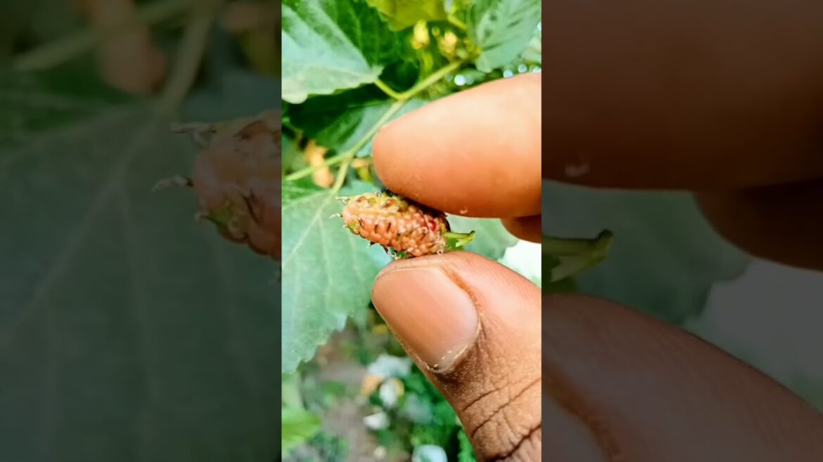 first mulberry fruit in my garden #shorts first mulberry fruit in my garden #shorts