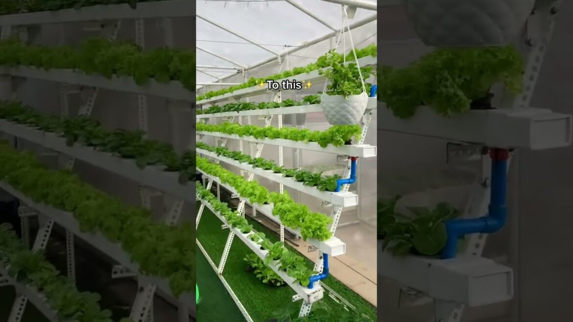 Wanna know how we grow food？