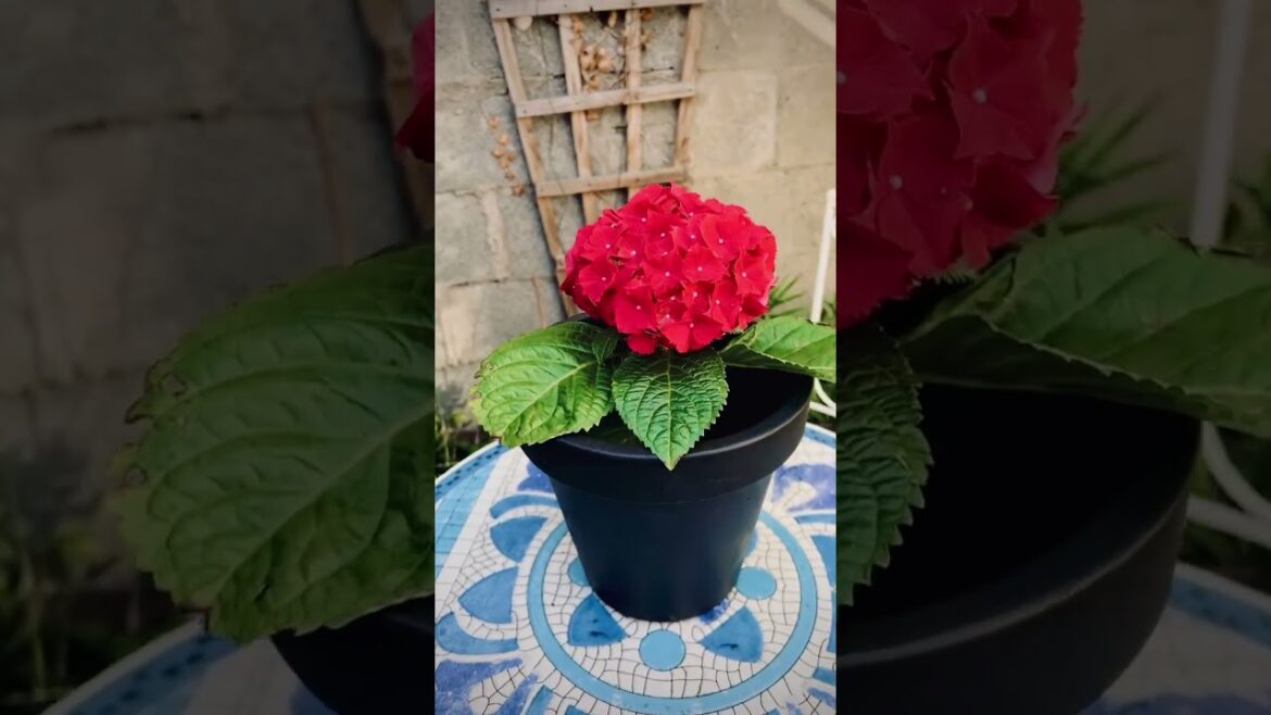 Plant Red Hydrangea in Container 🌺/ Tiny Garden Joy🪴/ #shorts #subscribe #garden #hydrangea