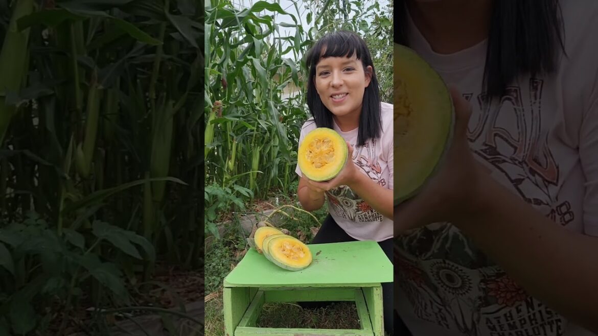Have you ever grown Guatemalan Blue squash?
