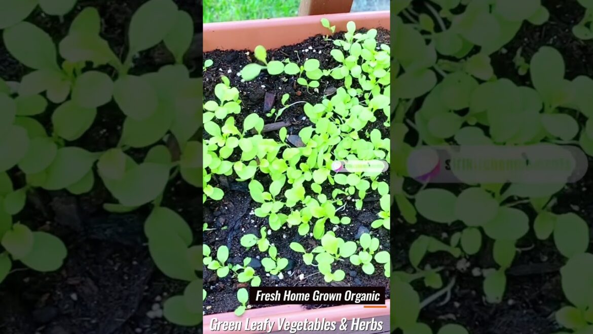 Fresh Home Grown Organic Green Leafy Vegetables & Herbs🪴#shorts #youtubeshorts @sirikitchenmoments Fresh Home Grown Organic Green Leafy Vegetables & Herbs🪴#shorts #youtubeshorts @sirikitchenmoments