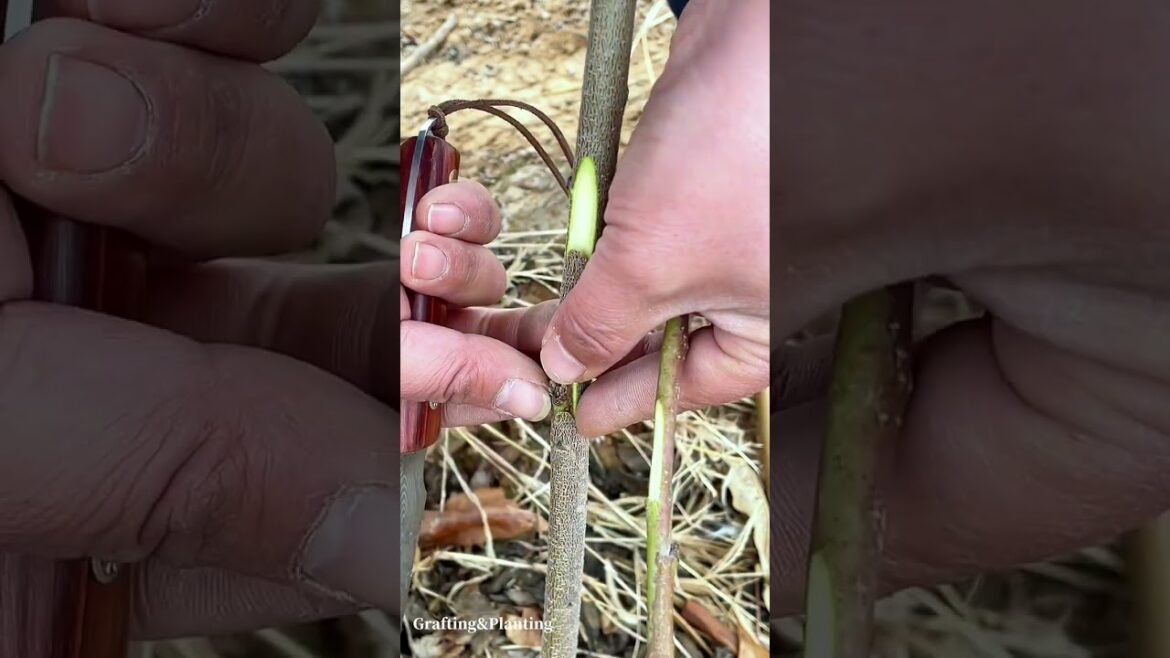 Grafting two buds on fruit tree branche
