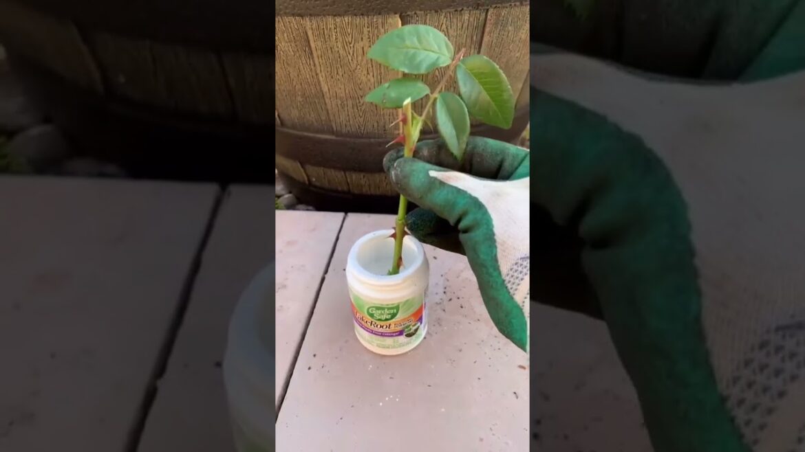 How to propagate rose plant | Gardening tips | Growing Roses #shorts