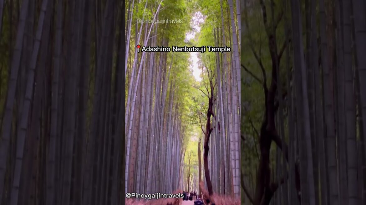 Most Beautiful Places In Japan🤩🎌#nature #adventure #shorts #japan #explore Most Beautiful Places In Japan🤩🎌#nature #adventure #shorts #japan #explore