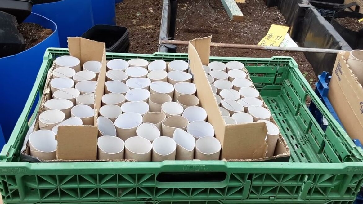 The Truth About Growing In Toilet Rolls Do's & Don'ts On My Personal Experiences 🌻 Happy Easter 🌻