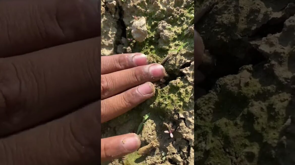 Chiku seeds grow home-made garden tips #youtubeshorts #viral #trending #shorts