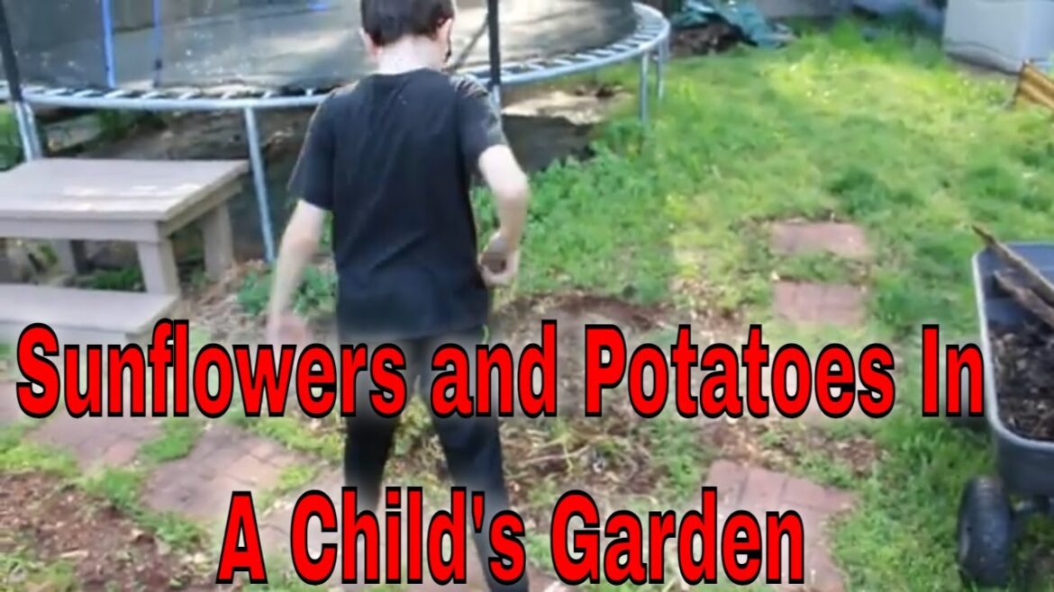 Child Garden | Checking On Ralph Potato And Planting Katie Sunflower | Epi 2