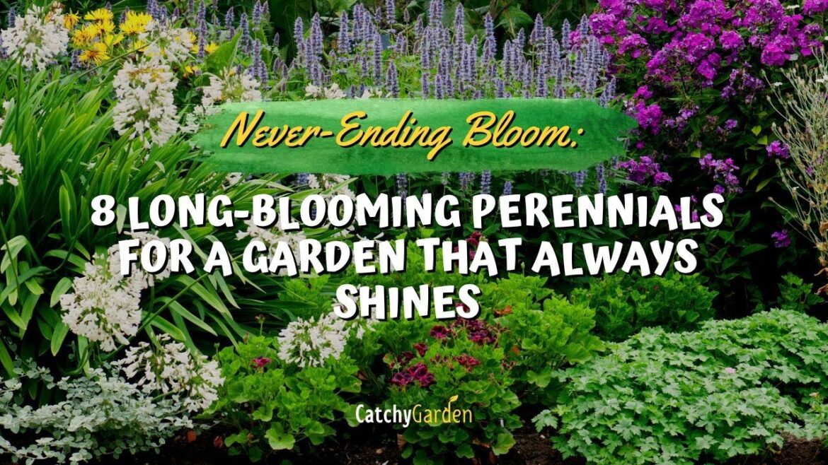 Never-Ending Bloom: 8 Long-Blooming Perennials for a Garden That Always Shines 🌻🍃🌷