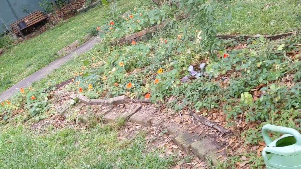 how to add some colour into the garden ;)