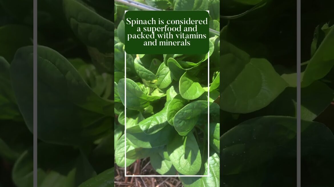 😋 You NEED these in your Garden! #shortvideo #gardening #gardentips