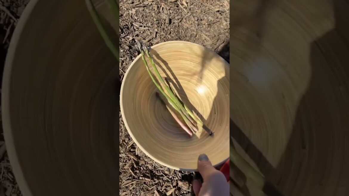 What should I do with my lavender and asparagus? Home Gardening Tough Decisions