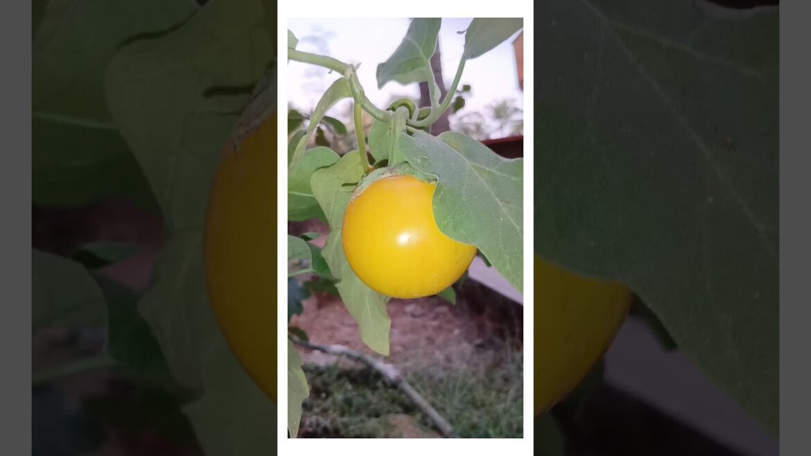 How to get #brinjal #seeds for #gardening. #tips  😍