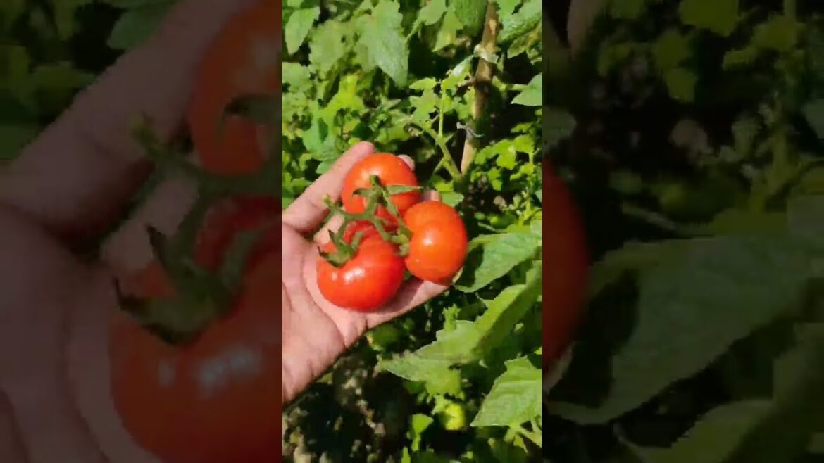 4th Harvesting at Backyard #shortsfeed #gardening #shorts #tomato #grow #evergreenseeds #vegetables