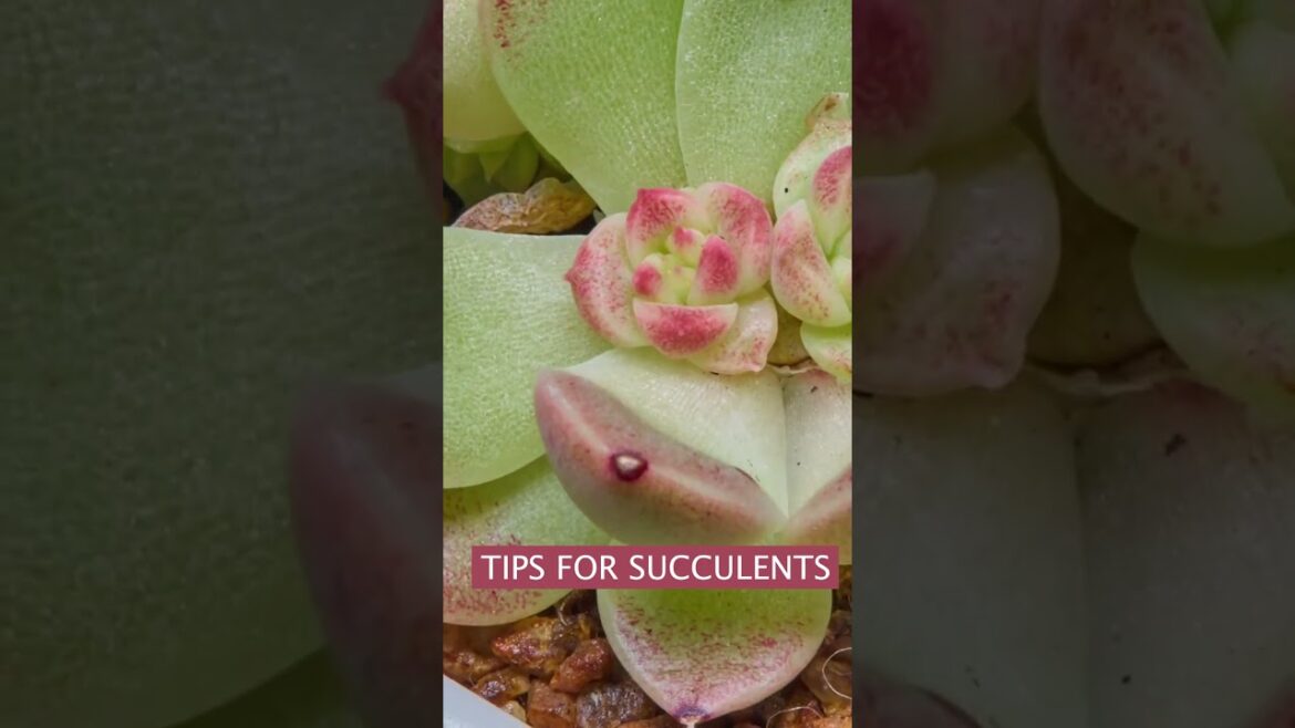 Tips for succulents | 多肉植物 | 다육이들 | Suculentas