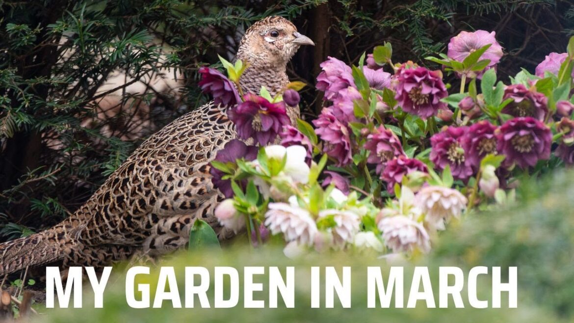 My garden in March: an odd visitor loving my hellebores too much