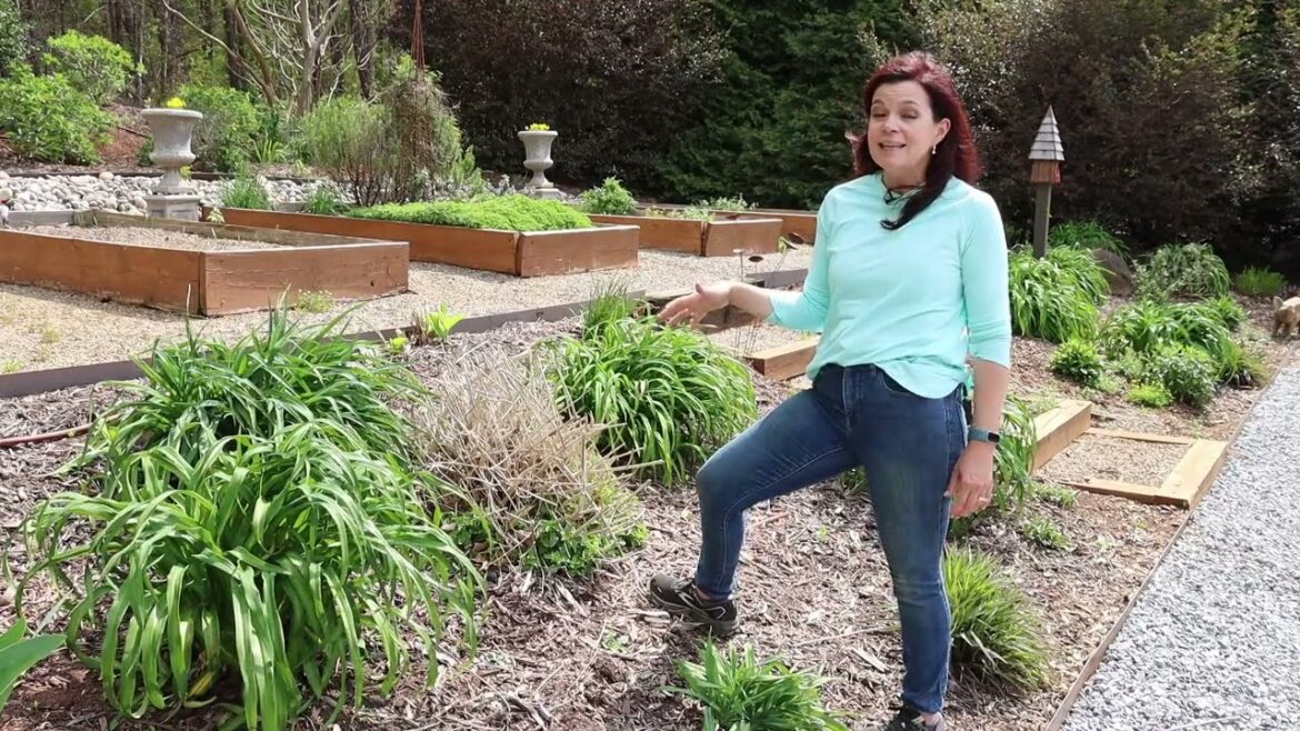 Relocating an Establish Lantana & Installing a David Austin Standard | Gardening with Creekside