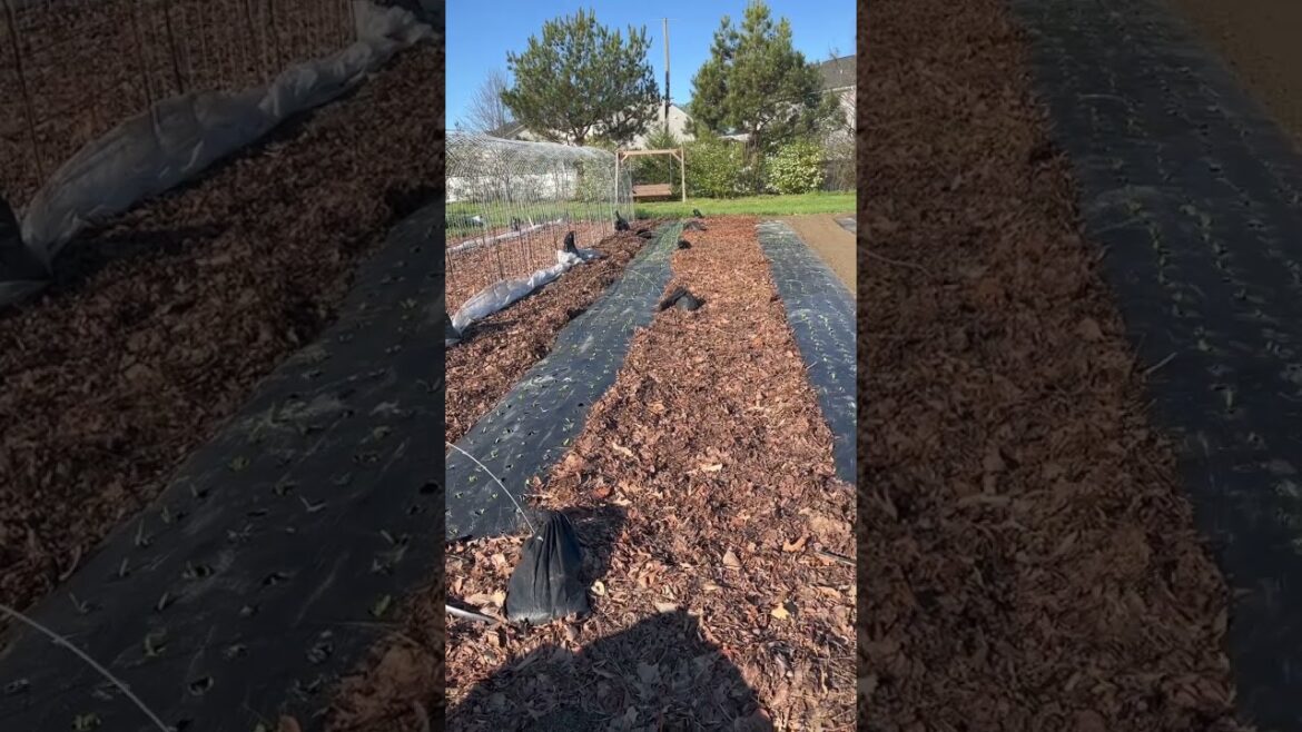 Spring is still duking it out with winter around here.