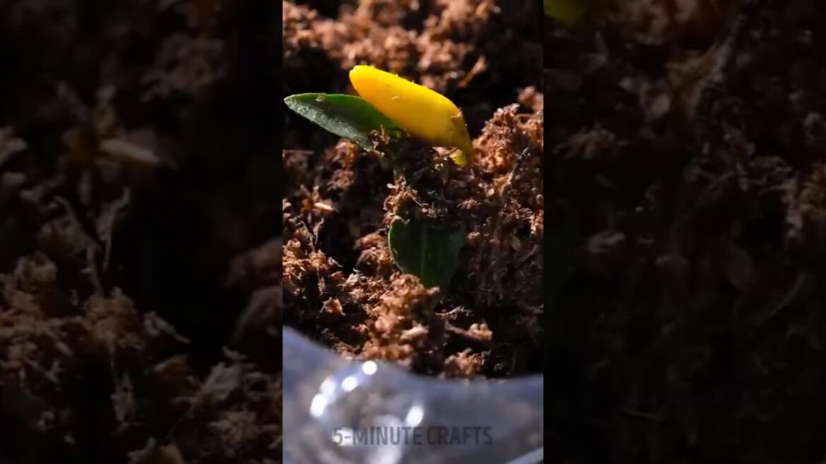 The amazing garden hacks tricks 🌶️🌴 The amazing garden hacks tricks 🌶️🌴