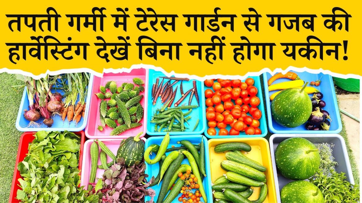 Unbelievable Organic Terrace Garden Harvest, This is What I Harvested Today! Terrace Gardening Video