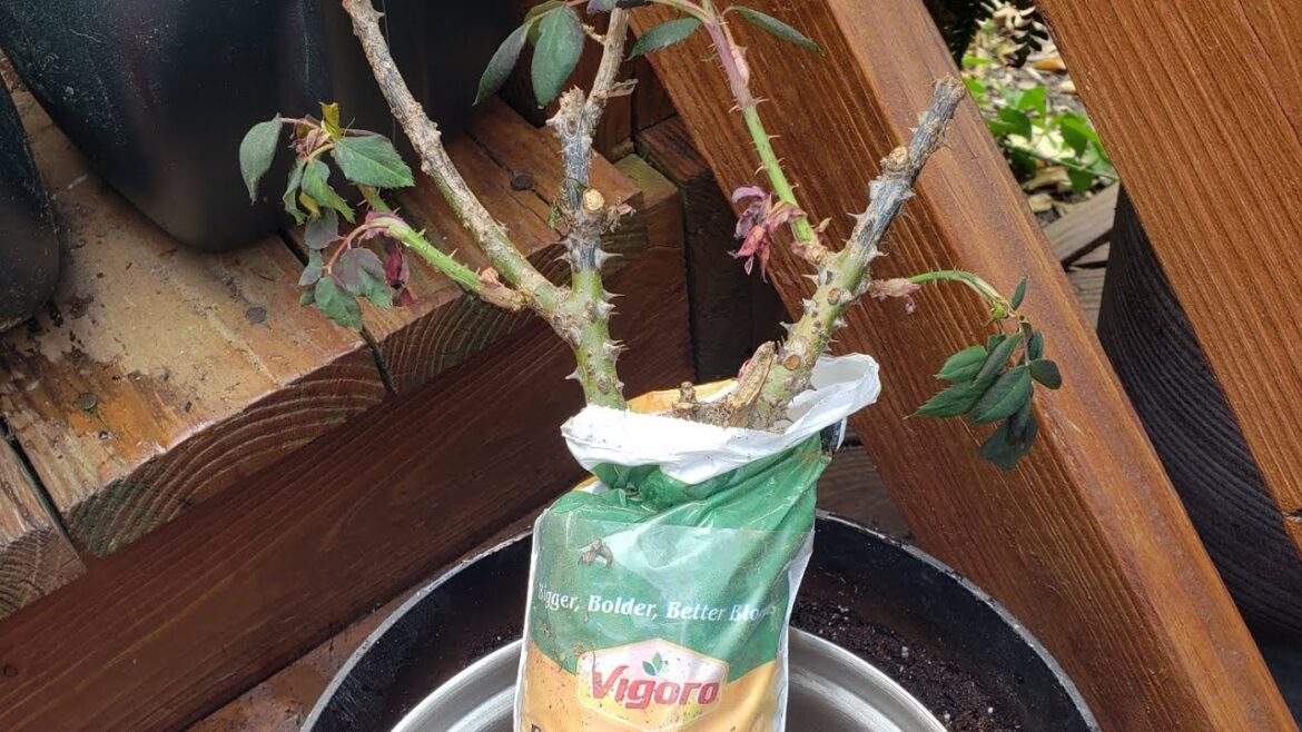 Planting a Bare Root Clearance Rose | Dolly Parton Hybrid Tea Variety 🌹 #containergardening