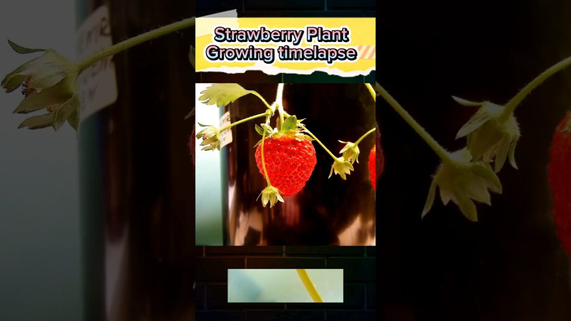Growing Strawberries at home is easy, Strawberry Plant timelapse #garden #grow #gardening #skalmani