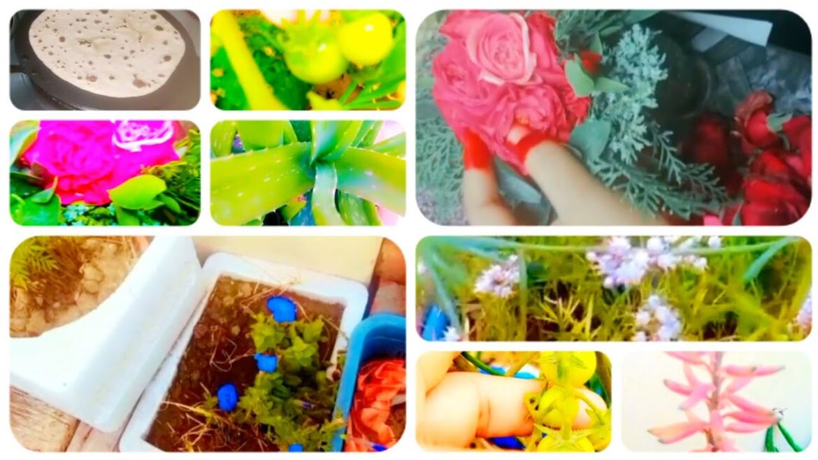 kitchen Garden Vlog🍅🌶️||Kitchen Garden Ideas#viral# kitchen #garden#Shanidailyvlogs kitchen Garden Vlog🍅🌶️||Kitchen Garden Ideas#viral# kitchen #garden#Shanidailyvlogs