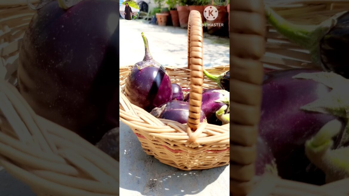 #brinjal#बैगन#gardening #vegetableslovers #gardening #garden #tressgarden #naturelovers #tressgarden