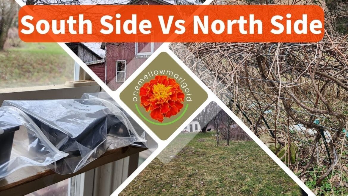 South Side Vs North Side: Planning my 2023 Garden Location South Side Vs North Side: Planning my 2023 Garden Location