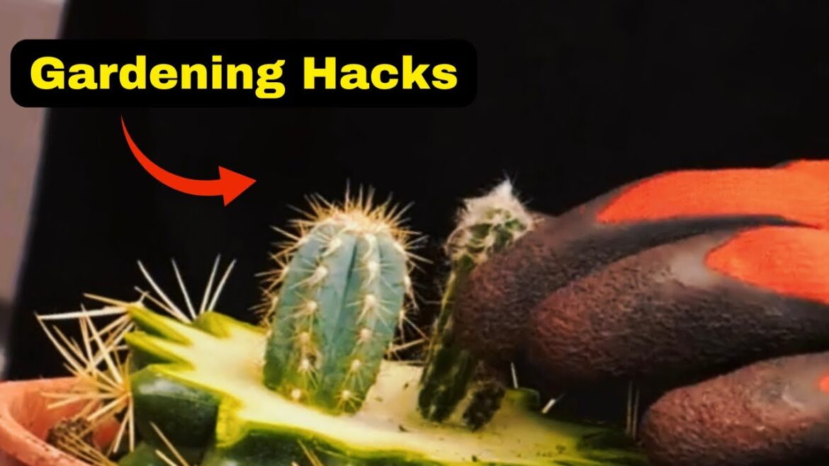 Gardening Hacks to Maintain Home Lawn | #garden #craft Gardening Hacks to Maintain Home Lawn | #garden #craft