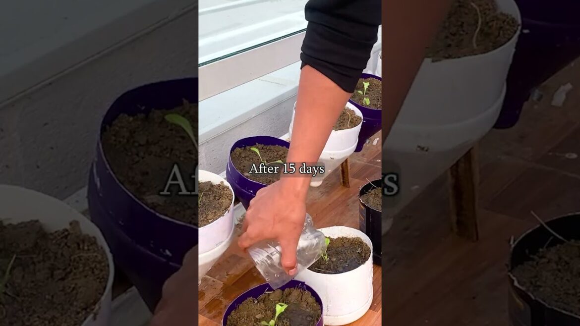 With just a few plastic bottles, you have a fresh vegetable garden to provide for your family