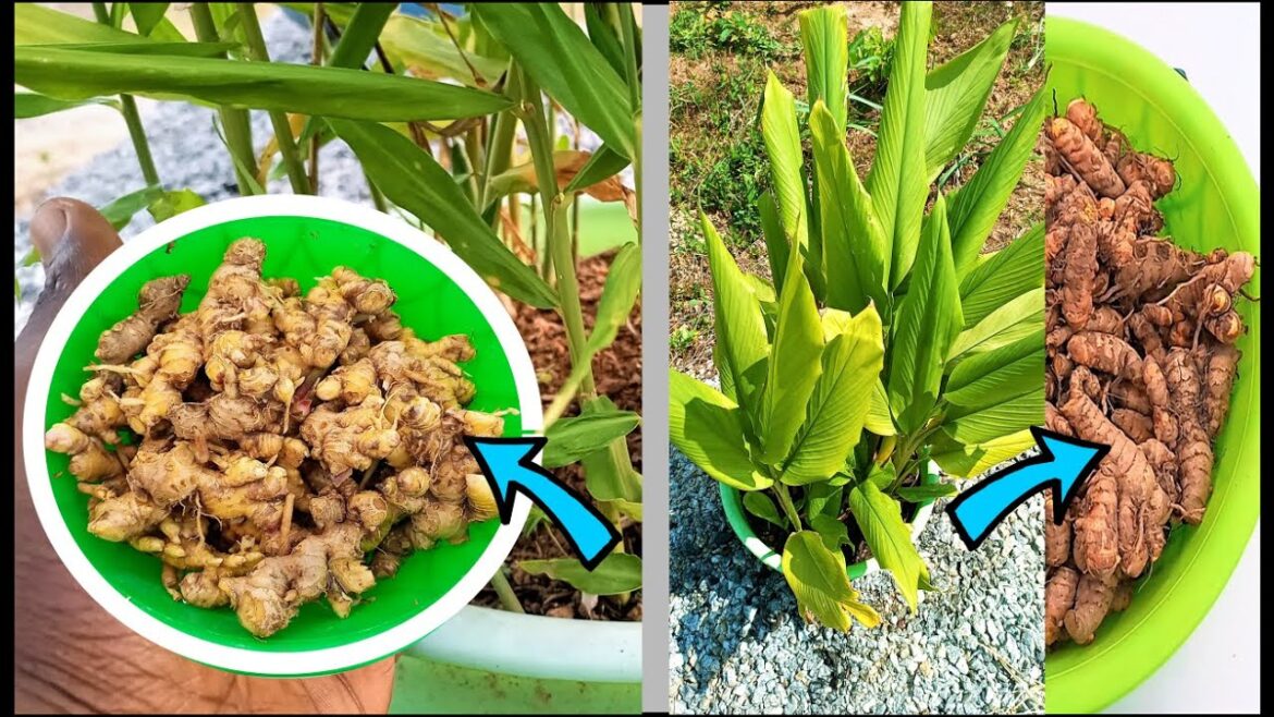 How to grow Ginger and Turmeric in containers How to grow Ginger and Turmeric in containers