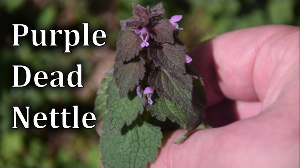 How to Identify Purple Dead Nettle - Lamium purpureum