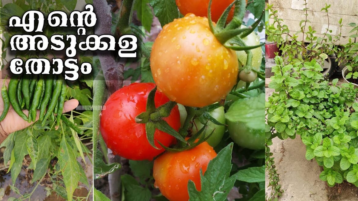 My kitchen garden in Qatar | Garden tour | Vegetable garden harvesting | എന്റെ കുഞ്ഞു അടുക്കളതോട്ടം My kitchen garden in Qatar | Garden tour | Vegetable garden harvesting | എന്റെ കുഞ്ഞു അടുക്കളതോട്ടം