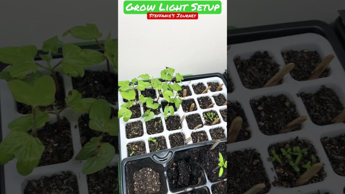 My Grow Light Set-up || Zone ZB || Gardening || Shorts #54 || Steffanie’s Journey