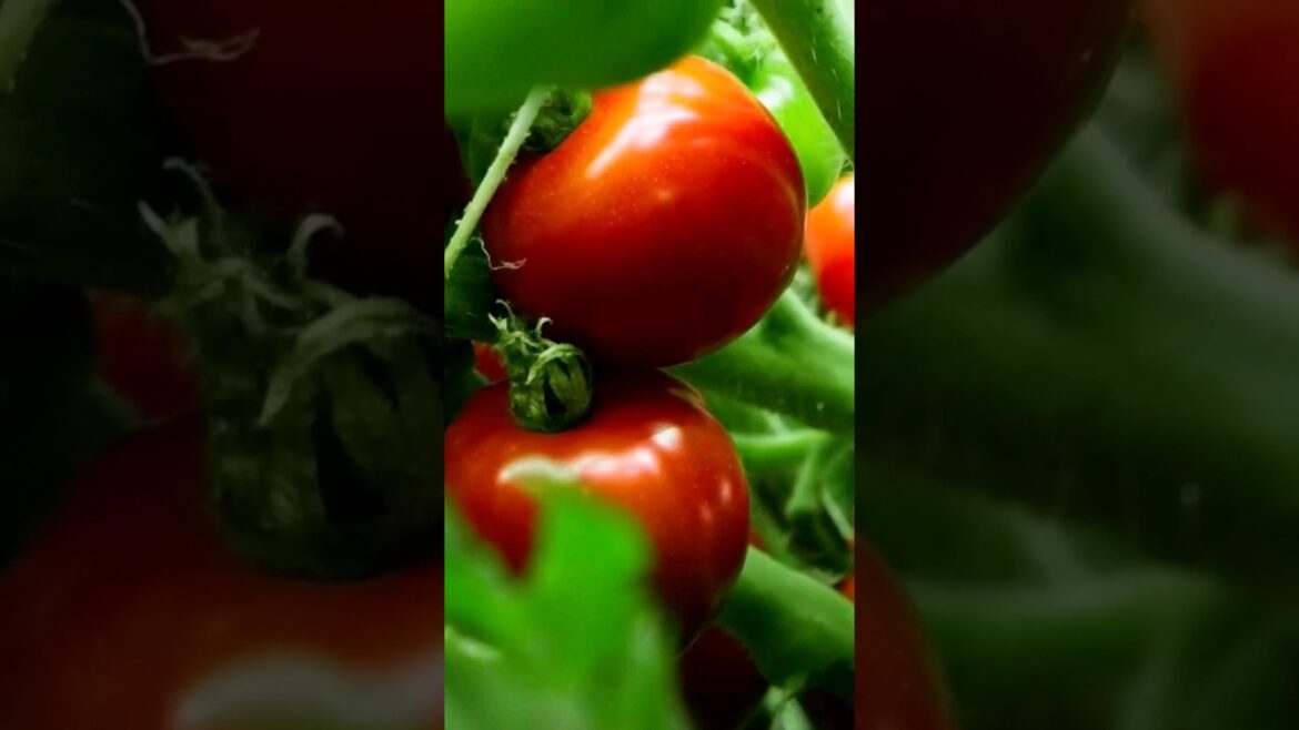 Indoor vertical farming, using advanced technology short Indoor vertical farming, using advanced technology short