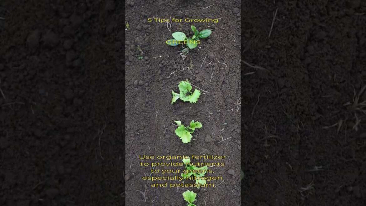 Garden Tips - Shorts Series - Greens