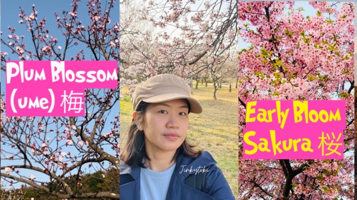 PLUM BLOSSOM (UME 梅) & EARLY BLOOMING SAKURA 桜 | SPRING IN JAPAN