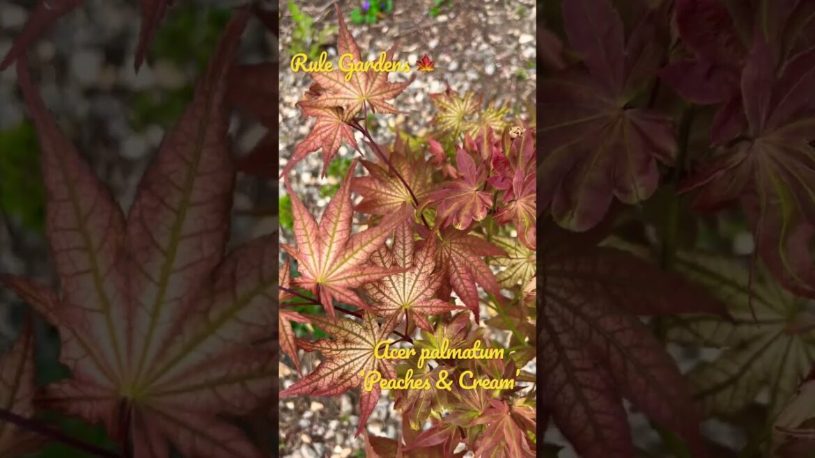 This Japanese Maple has some of the most amazing spring colors #gardening #landscape #japanesemaple