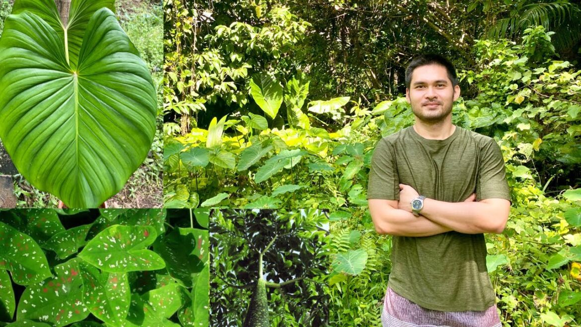 FARM HOUSE NA MARAMING ORNAMENTAL PLANTS | BACKYARD GARDEN SHOPPING