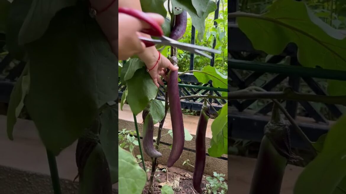 Beautiful Nature with Rural Life (P3) - Amazing vegetable garden