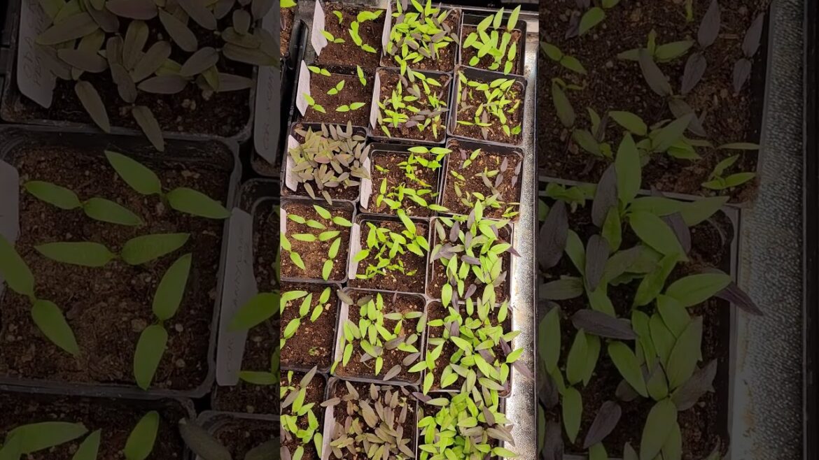 Pepper Seedlings Out The Ying Yang.