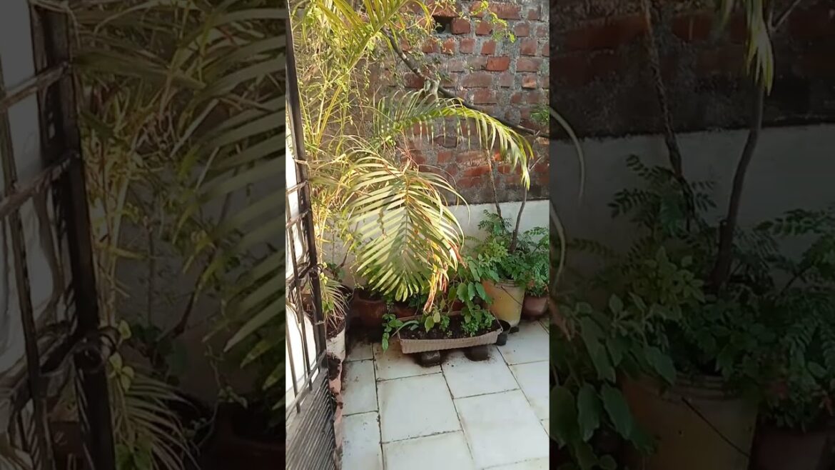 home nursery | terrace garden ideas | beautiful tree plant | flower plant in home #garden #plants