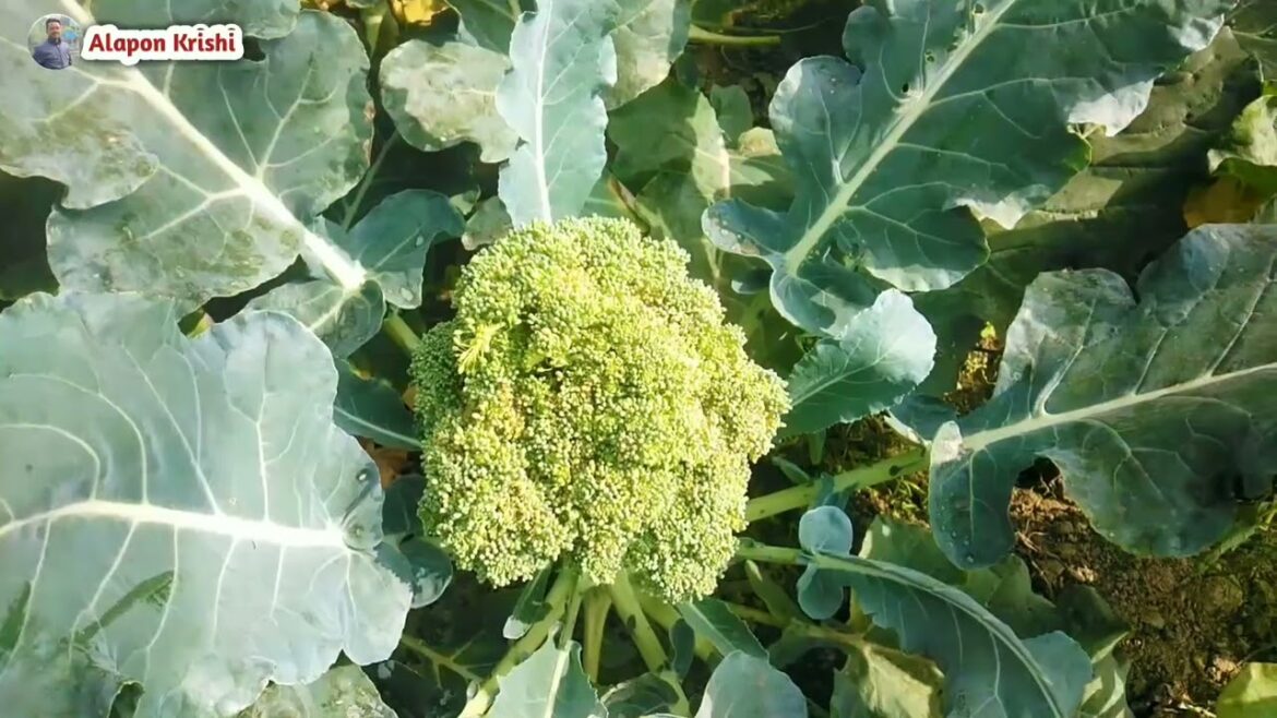 Poly House Garden Ideas। Polynet House Vegetables Poly House Garden Ideas। Polynet House Vegetables