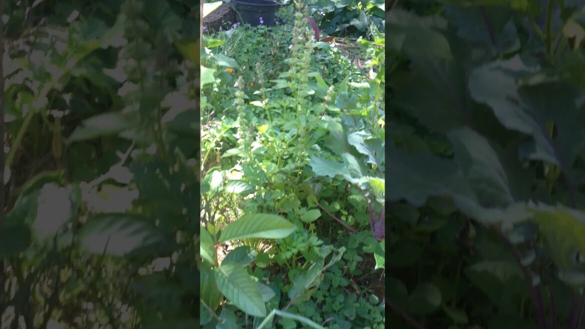 Tropical vegetable garden FNQ