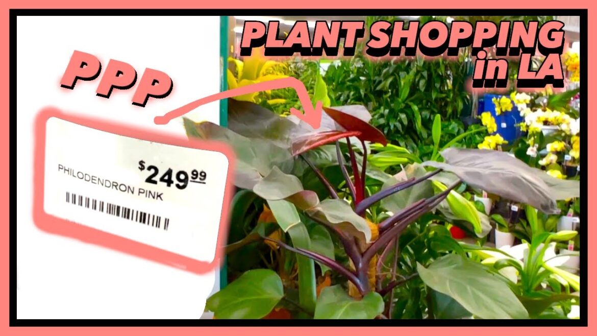 COME Plant SHOPPING with me in LA - Armstrong Garden Center - Big Box Store Rare Plant Haul